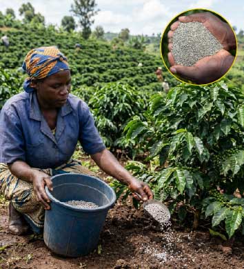 coffee farmer using minjingu fertilizer to increase yields