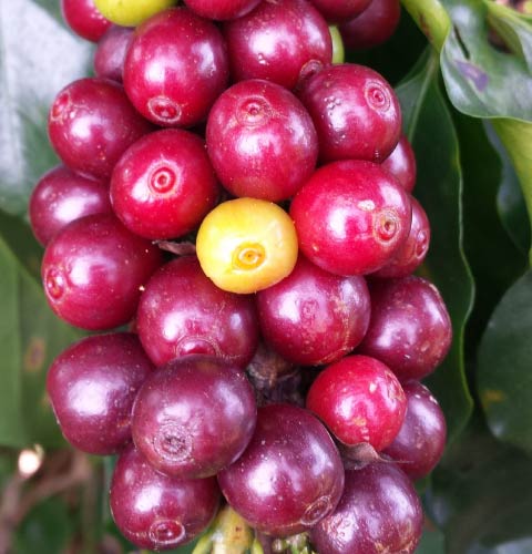 Minjingu coffee healthy