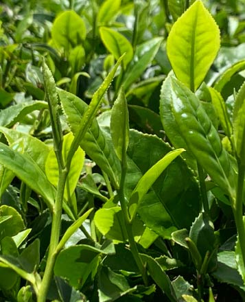 Tea fertilizer minjingu