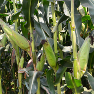 Healthy maize