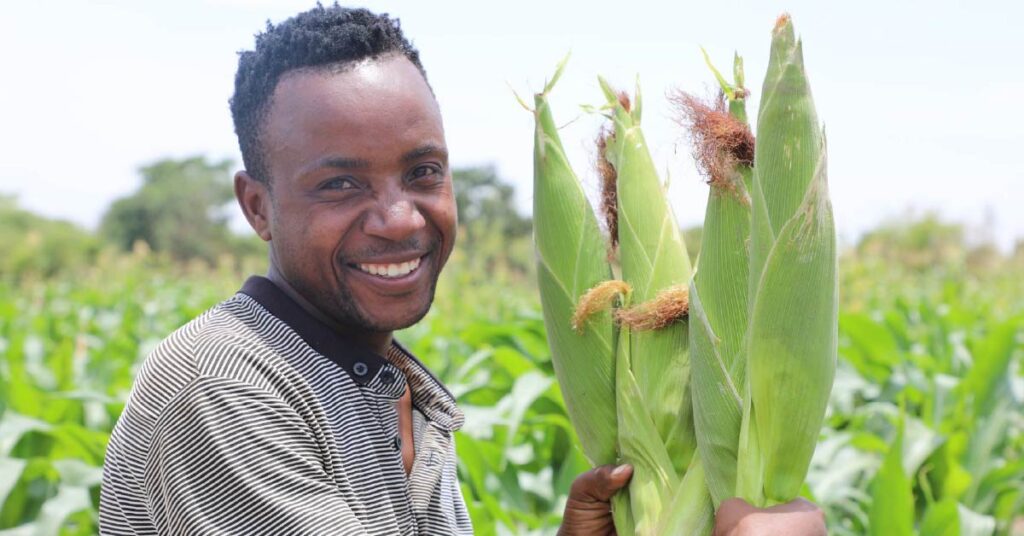 how Minjingu fertilizers improve crop yields