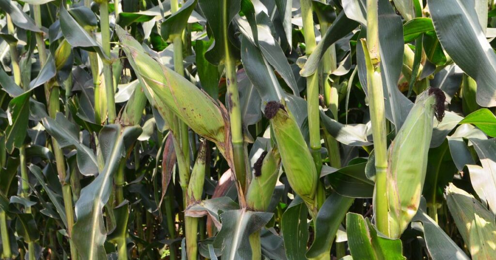 Best Fertilizer for Maize Farming in Tanzania